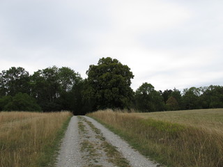 Fototapeta na wymiar Hiking trail near the large-leaved linden at the Vorwerk Drackendorf of the Lobdeburg on the plateau Wöllmisse in Jena, Thuringia, Germany