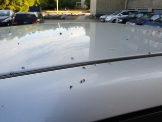 Many insects on the car roof