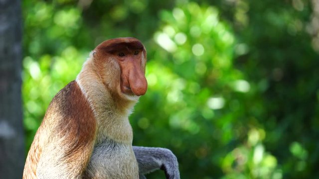 Wild Proboscis monkey or Nasalis larvatus, in the rainforest of island Borneo, Malaysia, close up