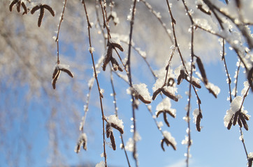 Snow on tree branches at Lake tekapo park during winter time.