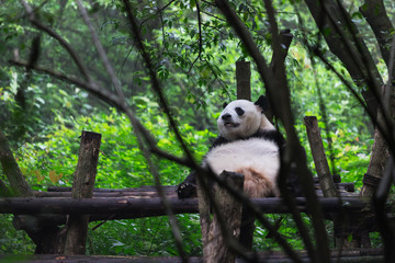 Giant panda resting in Research Base of Giant Panda Breeding, Chengdu, China on a hot, summer day