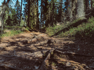 footpath in the woods