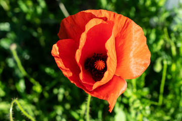 Amapola roja en un jardín en primavera.