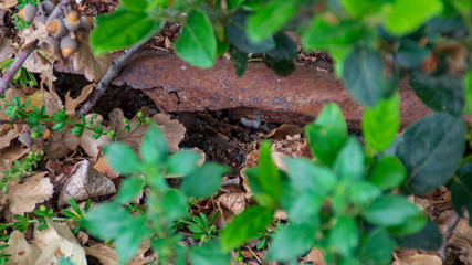 Vecchia lamiera in ferro arrugginita nella natura