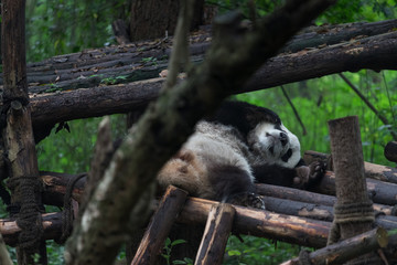 Giant panda taking a nap in Research Base of Giant Panda Breeding, Chengdu, China on a hot, summer day