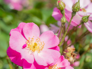 ラベンダードリーム