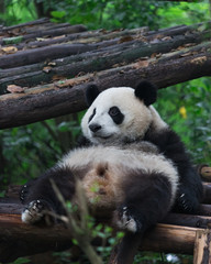 Giant panda resting in Research Base of Giant Panda Breeding, Chengdu, China on a hot, summer day