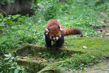 Red panda (lesser panda) walking around in Research Base of Giant Panda Breeding, Chengdu, China on a hot, summer day