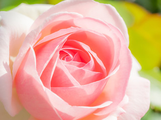 桃色のバラ