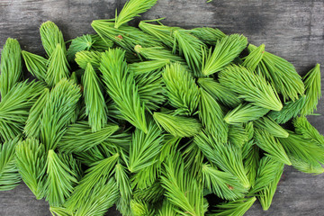 Spruce Tips on wood table. Close up of conifer young green cones on rustic background