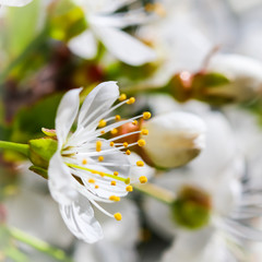 Fototapeta na wymiar Cherry blossoms in spring. Beautiful white flowers