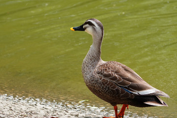 Naklejka na ściany i meble duck on the lake