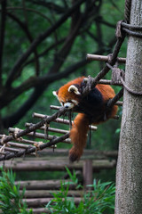 Red panda (lesser panda) resting on small wood rope bridge in Research Base of Giant Panda...