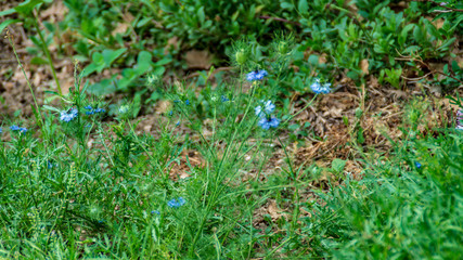 Fiori blu in primavera