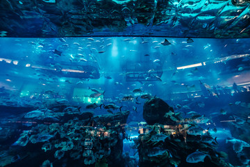 A huge aquarium with blue water and big fish in Dubai | UNITED ARAB EMIRATES, DUBAI - 17 OCTOBER 2017.