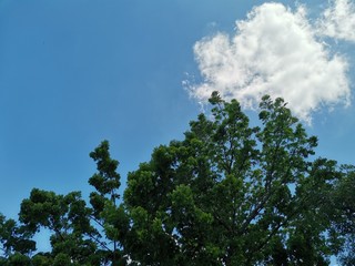 Trees, clouds, and blue skies