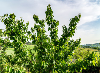 Albero di ciliegie nel mese di maggio