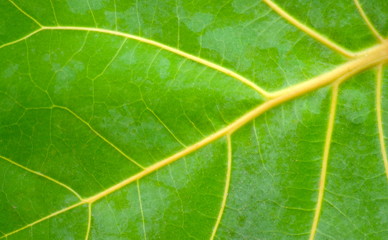 Close-up of leaf background and texture.