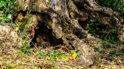 Antico tronco di olivo scolpito dal tempo