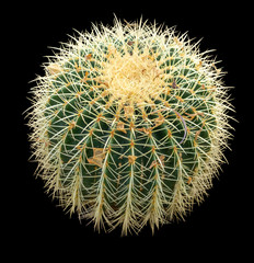 cactus closeup