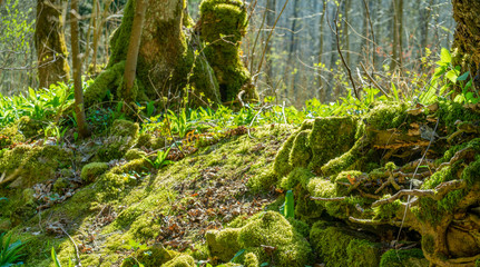 natural forest scenery at early spring time