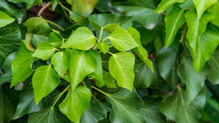 Fototapeta na wymiar Texture foglie verdi in primavera