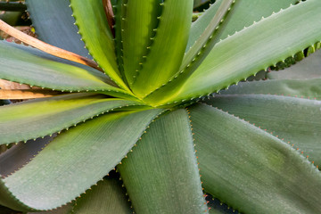 agave closeup