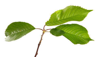 cherry branch with green leaves on a white background