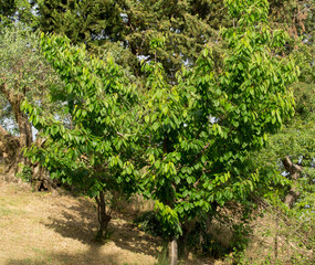 Fototapeta na wymiar Albero di ciliegie nel mese di maggio