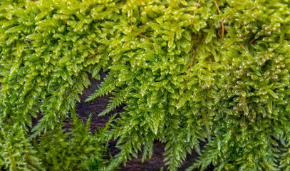 moss on wood closeup