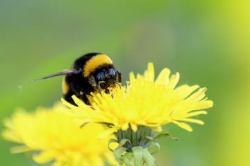 bumblebee
