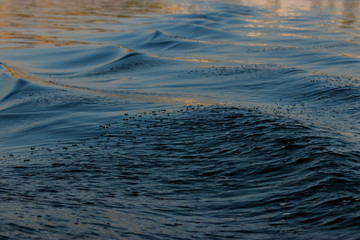 WAVES CREATED BY A BOAT IN LAKE WATERS
Udaipur is known as the city of lakes. The beautiful blue wave was created as the after effect of a boat travelling through the lake waters with tourists