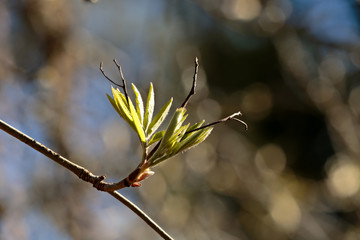 The first leaves of spring are bursting into the European ash tree