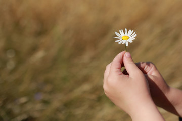 daisy or chamomile flower in the hand of a small child outdoors in the field. Selective focus on flowers. Summer time. Close up. Useful template for card.
