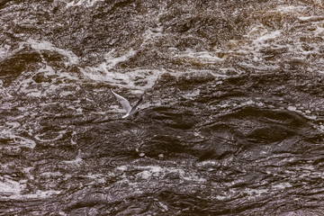 Flying bird River gull over the turbulent flow of the river in the spring