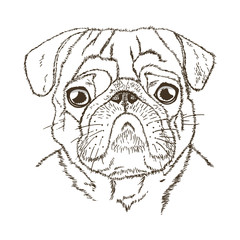 Dog portrait. Freehand drawing. Black vector outline isolated on a white background.