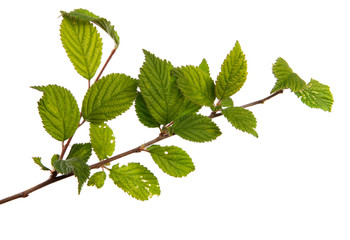 branch of felt cherry with green leaves on a white background