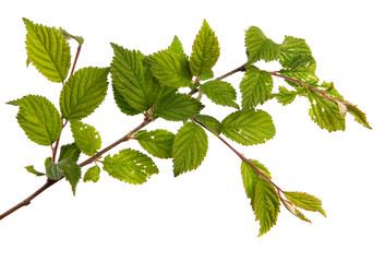 Naklejka na ściany i meble branch of felt cherry with green leaves on a white background
