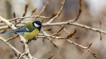 Bird tit close up on a branch of a poplar tree in spring