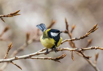 Bird tit close up on a branch of a poplar tree in spring