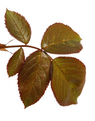 young sprout of a rose bush with leaves on a white background
