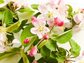 Apple tree flowers