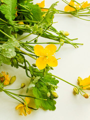 Celandines plant on white