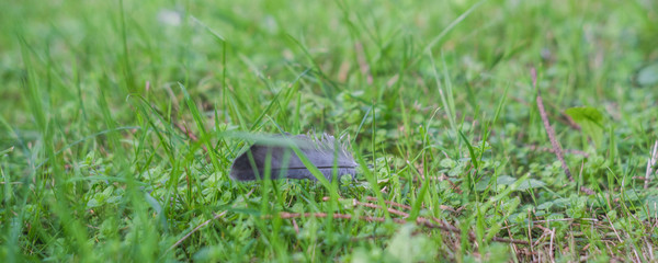 bird feather lies among green grass, abstraction, background