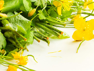 Celandines plant on white