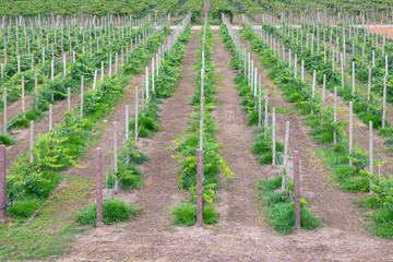 Horizontal shot natural pattern rows in a vineyard in countryside