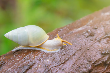 White snail crawling in tropical forest on artificial wood by concrete