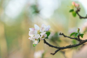 Spring flowers on an old apple tree, blurry background