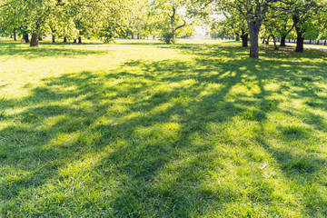 Alleys and lawns of the park on a sunny day, soft focus, focus to the foreground, blurry background