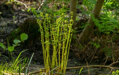 Paproć młoda rozwijająca się w lesie